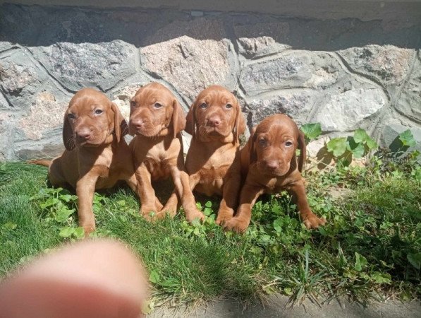 Magyar vizsla