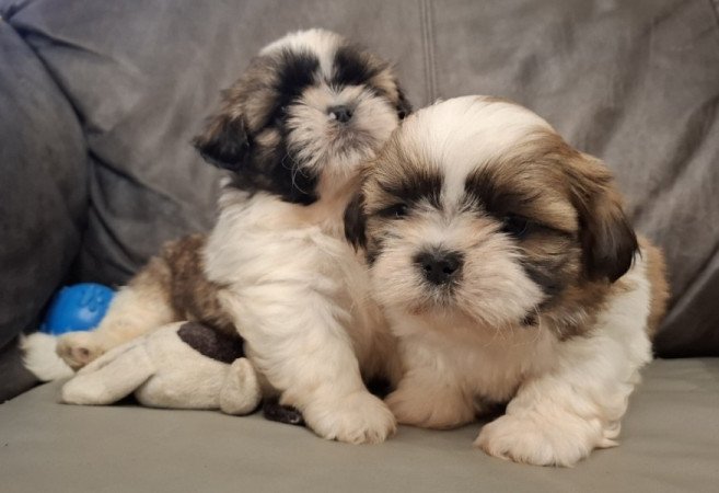 Shih-tzu