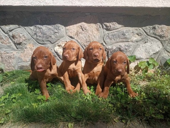 Magyar vizsla