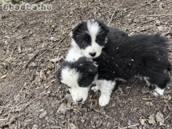 Border collie kiskutyák