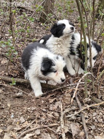 Border collie kiskutyák