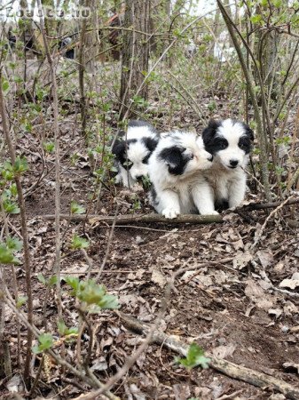 Border collie kiskutyák