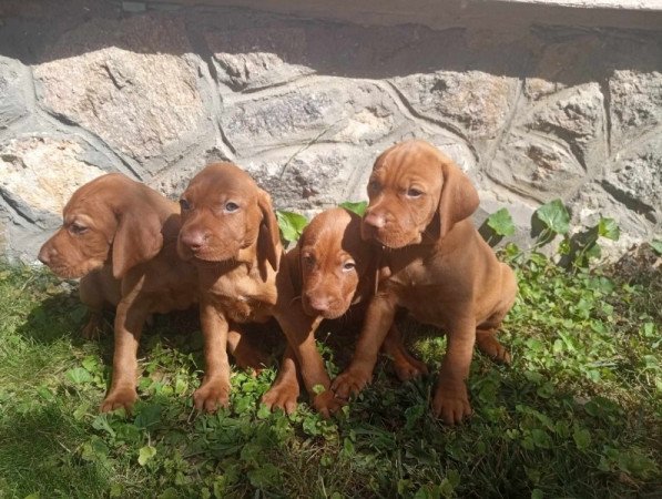 Magyar vizsla