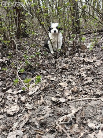 Border collie kiskutyák