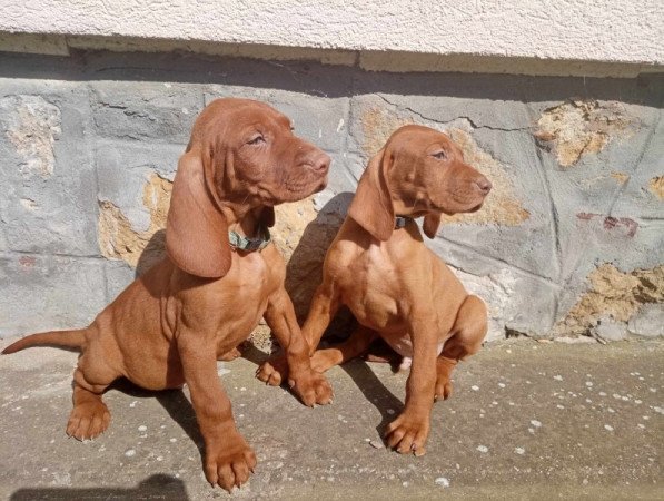 Magyar vizsla