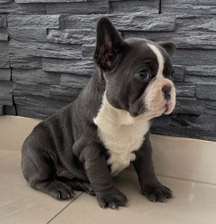 Francia bulldog