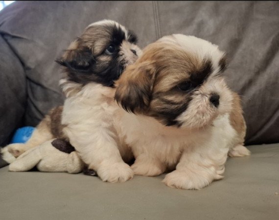 Shih-tzu