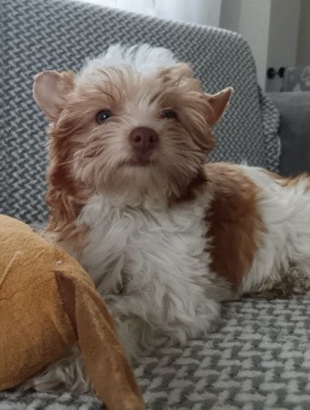 Colorful terrier (szines yorki)
