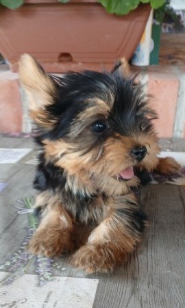 Yorkshire terrier