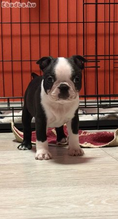 Eladó Boston terrier fiúk