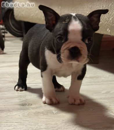 Eladó Boston terrier fiúk