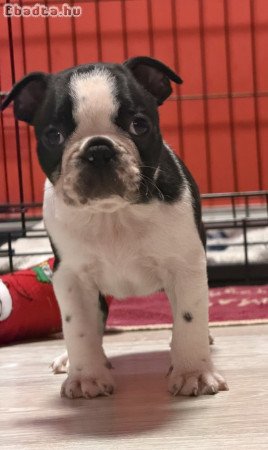 Eladó Boston terrier fiúk