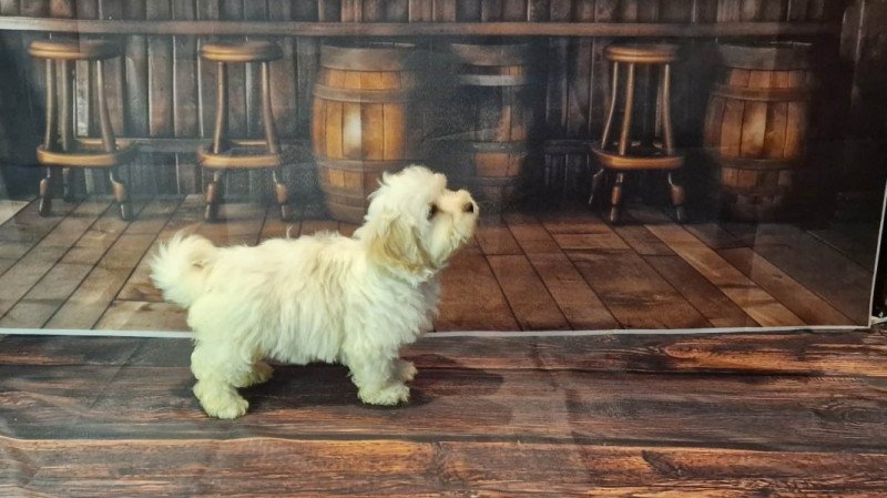Bichon Havanese
