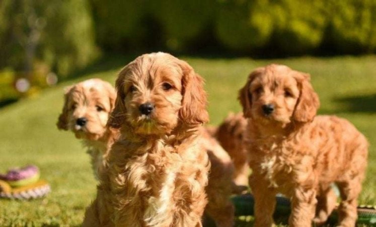 Cavapoo