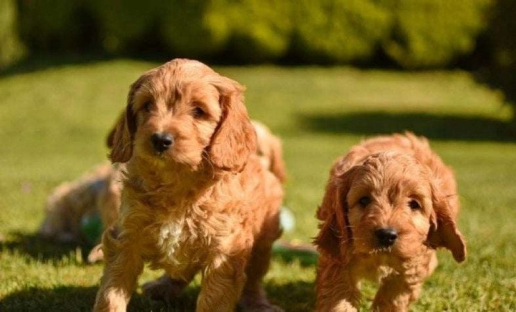 Cavapoo