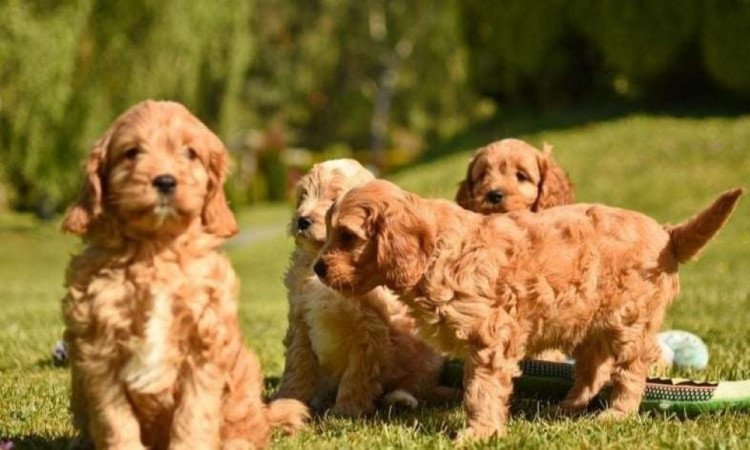 Cavapoo