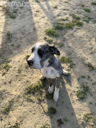 Eladó nagyon szép 6 hónapos Német Dog