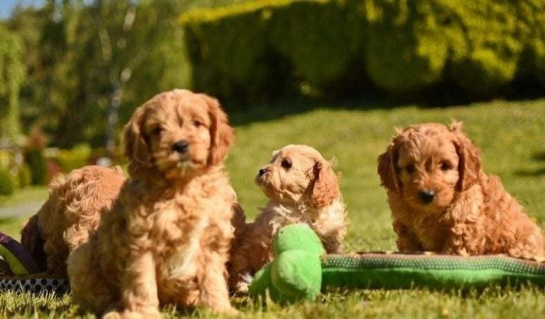 Cavapoo