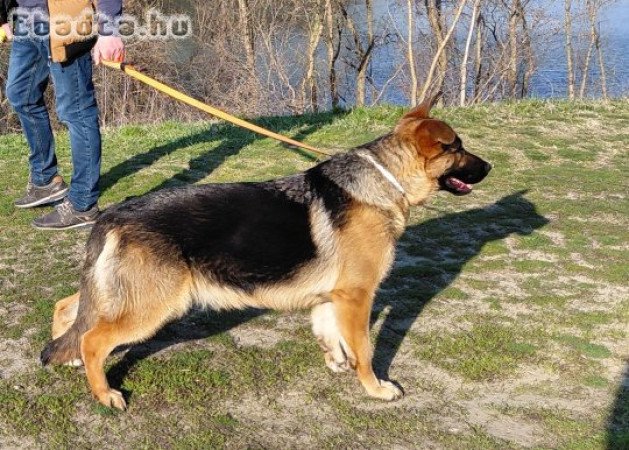 Fajtiszta, törzskönyves, 1 éves németjuhász szuka