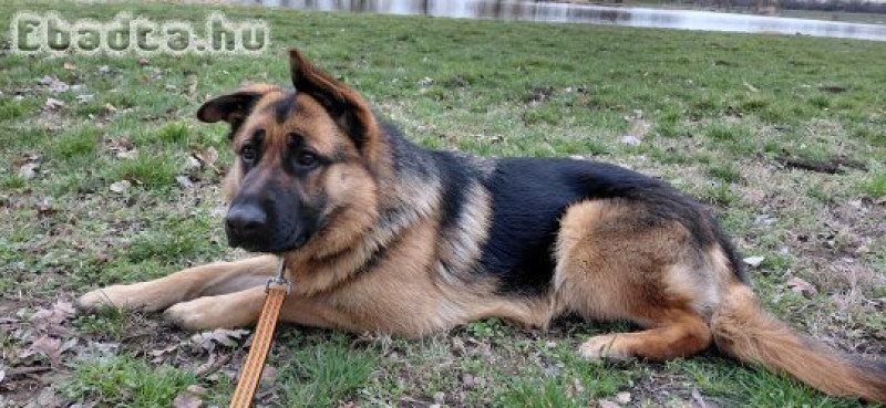 Fajtiszta, törzskönyves, 1 éves németjuhász szuka