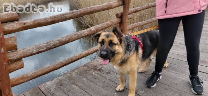 Fajtiszta, törzskönyves, 1 éves németjuhász szuka