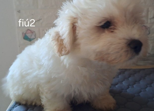 Bichon havanese