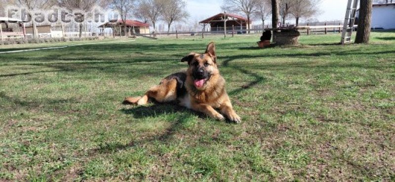 Fajtiszta, törzskönyves, 1 éves németjuhász szuka