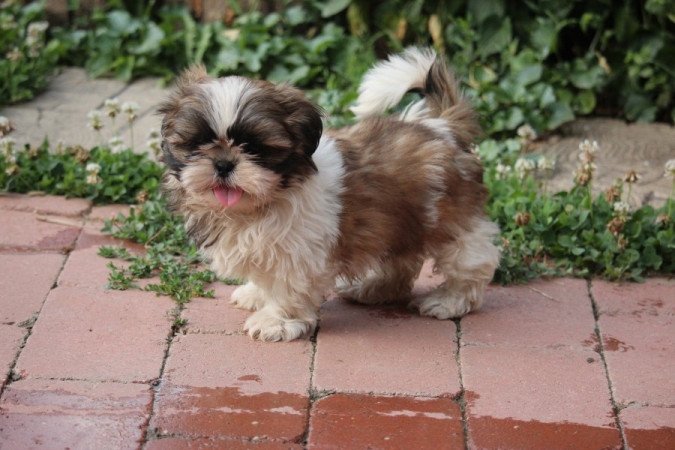 Shih- tzu