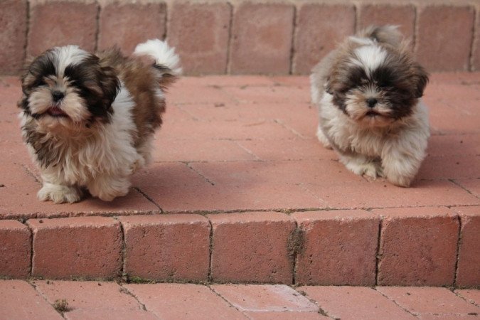 Shih- tzu