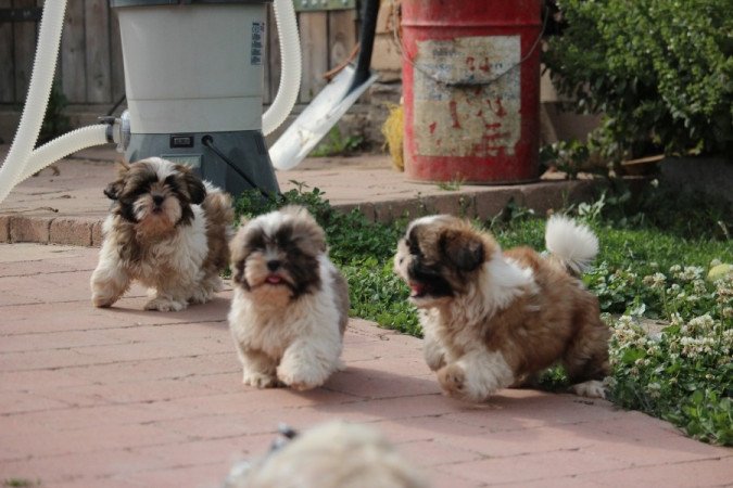 Shih- tzu