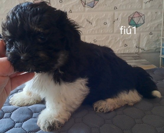 Bichon havanese