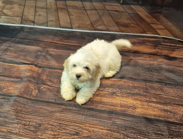 Bichon Havanese