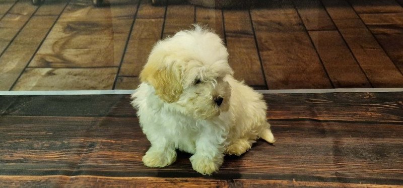 Bichon Havanese