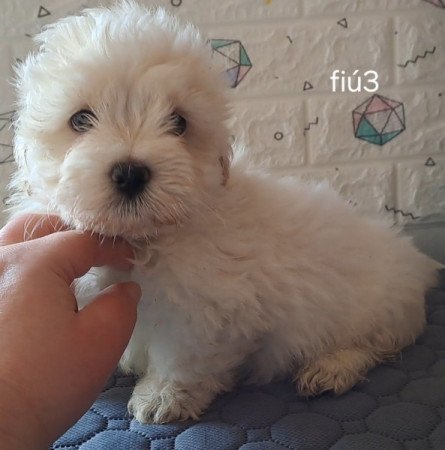 Bichon havanese