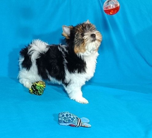 Yorkshire Terrier