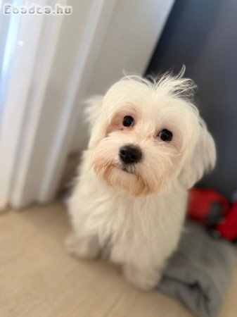 Max máltai selyem kutya