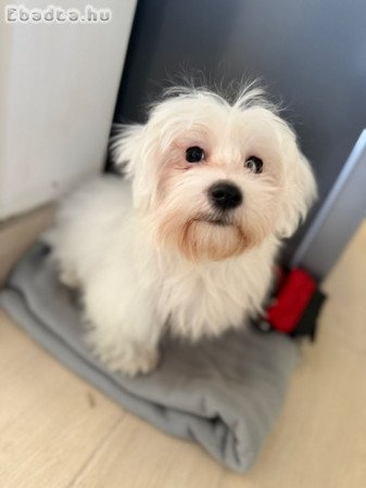 Max máltai selyem kutya