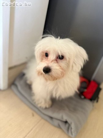 Max máltai selyem kutya