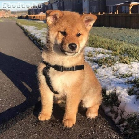 Akita inu kölykök