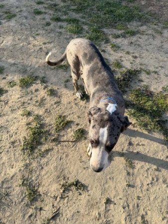 Német Dog