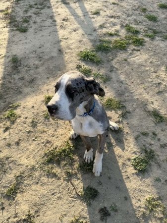 Német Dog