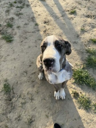 Német Dog