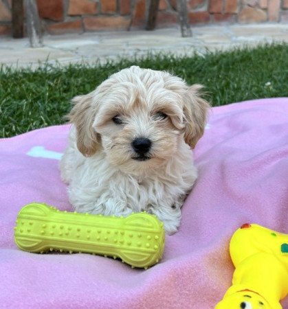 Maltipoo