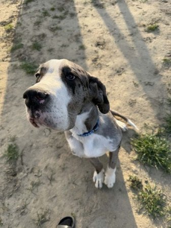 Német Dog