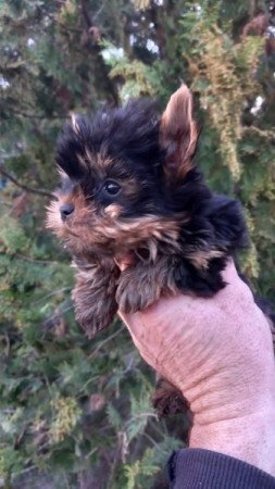 Yorkshire terrier