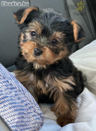 teáscsésze yorkshire terrier jó otthonokért