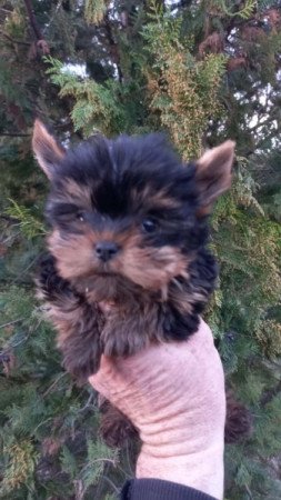 Yorkshire terrier