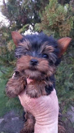 Yorkshire terrier