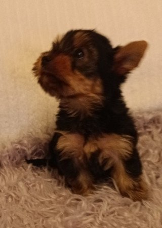 Mini yorkshire terrier