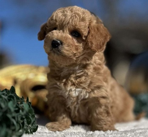 Maltipoo